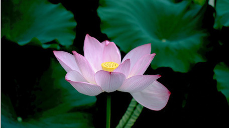 自然风光荷花荷叶唯美风景绽放春天