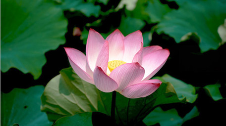 自然风光荷花荷叶唯美风景绽放春天