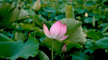 自然风光荷花荷叶唯美风景绽放春天