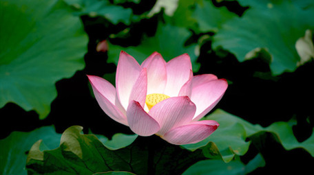 自然风光荷花荷叶唯美风景绽放春天