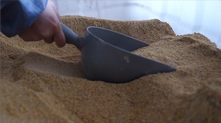 三农养猪行业喂猪实拍养殖素材