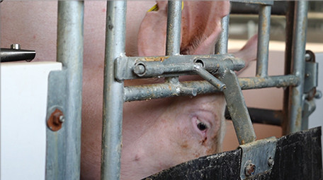 三农养猪行业喂猪实拍养殖素材