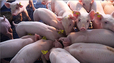 三农养猪行业喂猪实拍养殖素材