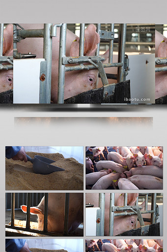 三农养猪行业喂猪实拍养殖素材图片