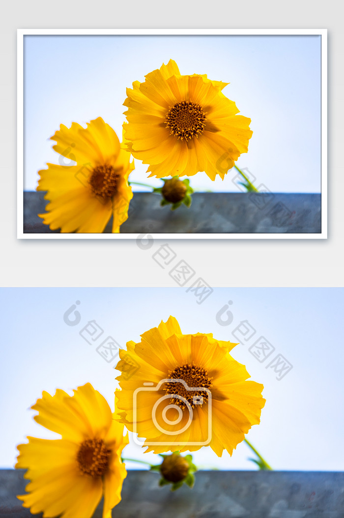 夏天的花朵 迎风飞舞的花朵 黄色的花朵图片图片