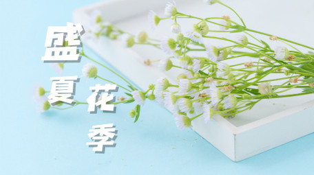 夏日小清新618购物促销<strong>图文快闪</strong>AE模板