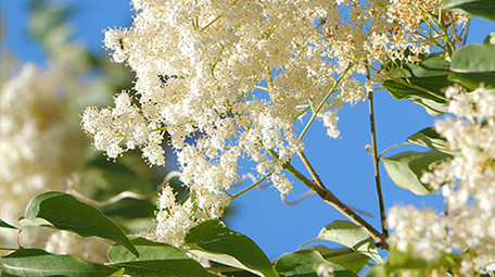 实拍4K微风吹动树叶花朵连天白云背景
