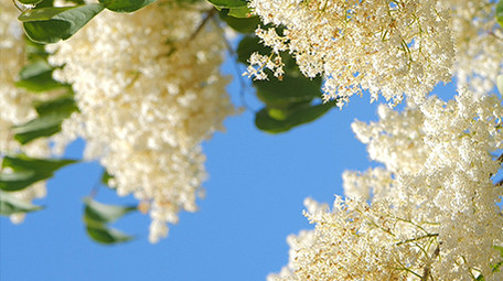 实拍4K微风吹动树叶花朵连天白云背景