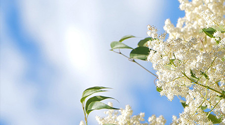 实拍4K微风吹动树叶花朵连天白云背景