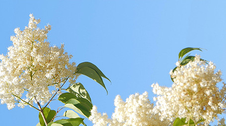 实拍4K微风吹动树叶花朵连天白云背景