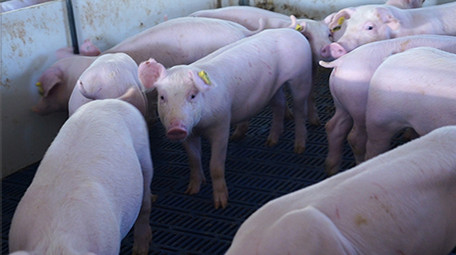 养猪场可爱保育猪吃饲料