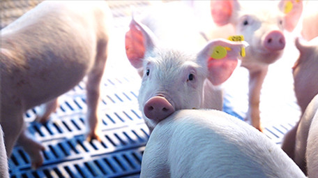 养猪场可爱保育猪吃饲料