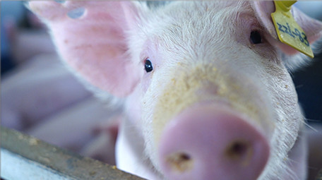 养猪场可爱保育猪吃饲料