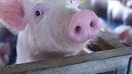 养猪场可爱保育猪吃饲料