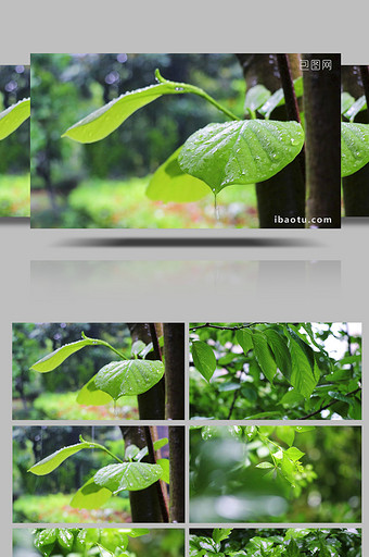 自然环境绿色生态下雨绿叶空镜头图片