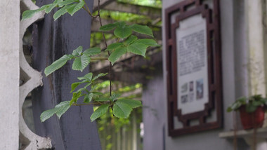 写意园林植物实拍