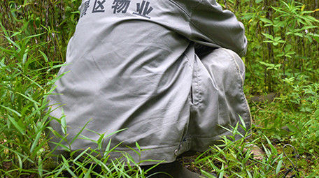 行业景区物业人员除草实拍