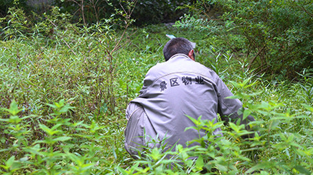 行业景区物业人员除草实拍