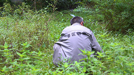 行业景区物业人员除草实拍