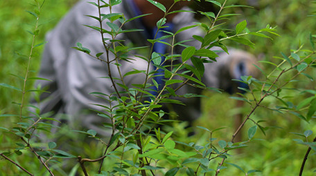 行业景区物业人员除草实拍