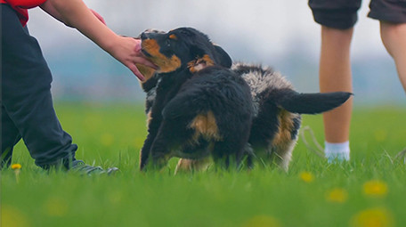 自然简约清新可爱小奶狗玩耍实拍素材
