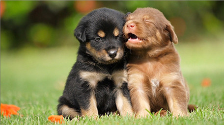 自然简约清新可爱小奶狗玩耍实拍素材