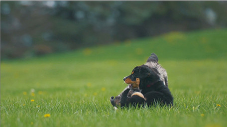 自然简约清新可爱小奶狗玩耍实拍素材