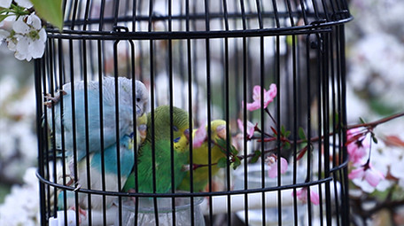 人文传统文化老人公园逗鸟实拍