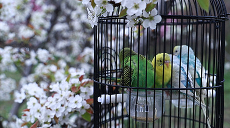 人文传统文化老人公园逗鸟实拍