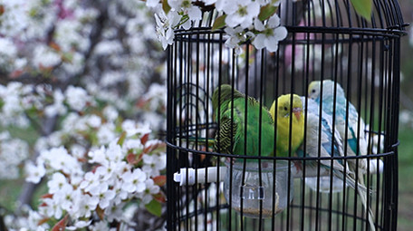 人文传统文化老人公园逗鸟实拍