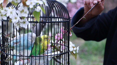 人文传统文化老人公园逗鸟实拍