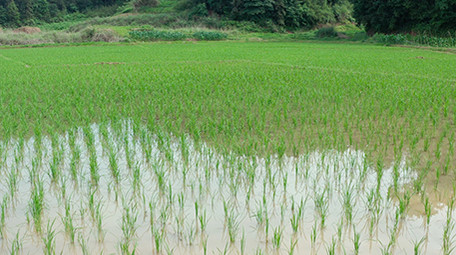 行业简约农田稻田水稻种植农业经济航拍