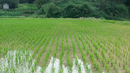 行业简约农田稻田水稻种植农业经济航拍