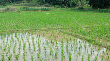 行业简约农田稻田水稻种植农业经济航拍