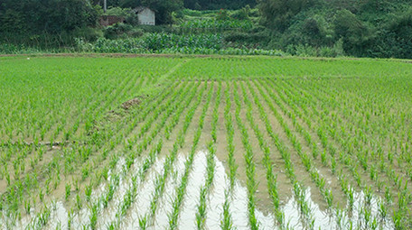 行业简约农田稻田水稻种植农业经济航拍