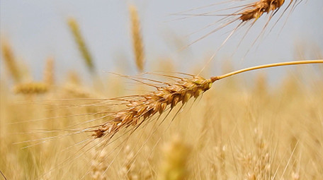 夏天自然金黄色小麦实拍特写农业素材