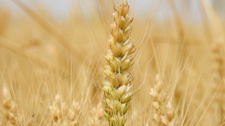 夏天自然金黄色小麦实拍特写农业素材