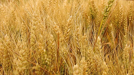 夏天自然金黄色小麦实拍特写农业素材