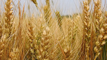 夏天自然金黄色小麦实拍特写农业素材