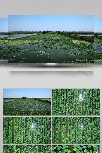 自然藕塘池塘荷叶茂盛生长4K航拍图片