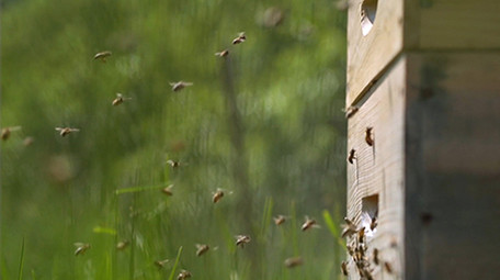行业职业简约精致养蜂人蜜蜂实拍视频