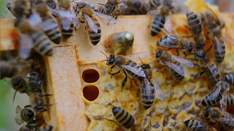 行业职业简约精致养蜂人蜜蜂实拍视频