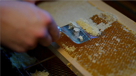 行业职业简约精致养蜂人蜜蜂实拍视频