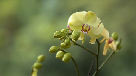 自然唯美花朵花卉盛开绿色植物风景空镜实拍