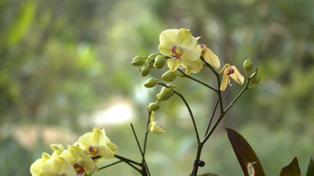 自然唯美花朵花卉盛开绿色植物风景空镜实拍