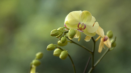 自然唯美花朵花卉盛开绿色植物风景空镜实拍