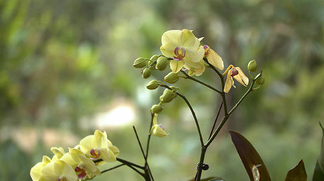 自然唯美花朵花卉盛开绿色植物风景空镜实拍