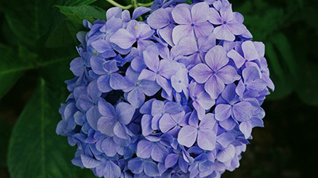 自然唯美紫色绣球花花朵花卉植物空镜实拍