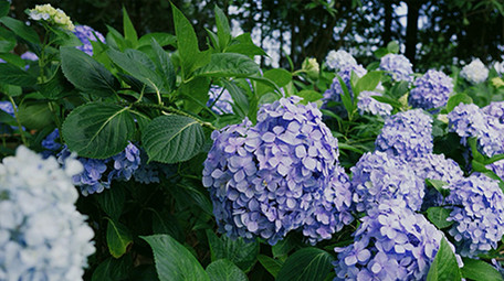 自然唯美紫色绣球花花朵花卉植物空镜实拍
