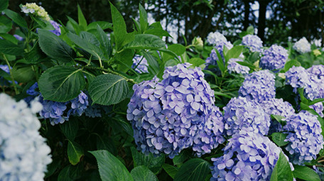 自然唯美紫色绣球花花朵花卉植物空镜实拍